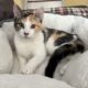 Beautiful Calico Kitten $400