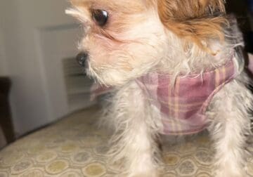 Cavapoo