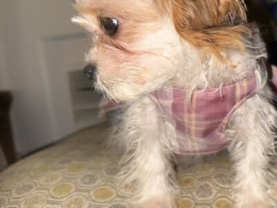 Cavapoo