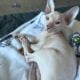 Hairless Peterbald Sphynx