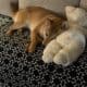 Free Shiba Inu