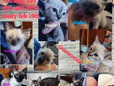 Siamese kittens