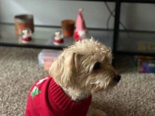 Buddy