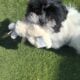 Zorro, male, Malshi/Peke