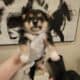 Shiba Inu Puppies