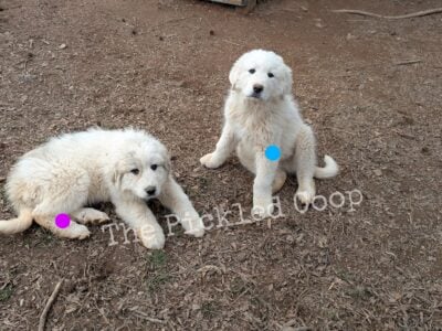 Great Pyrenees Anatolian Shepard LGD