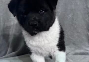 Akita Puppies