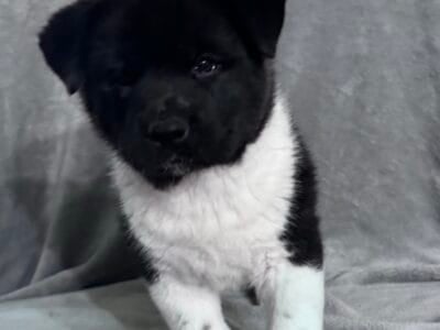 Akita Puppies