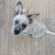 Blue Heeler Puppies