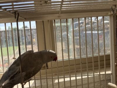 I want rehoming my bird
