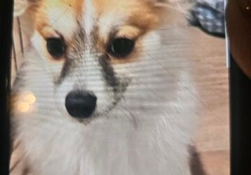 Pure breed. Teacup pomeranian