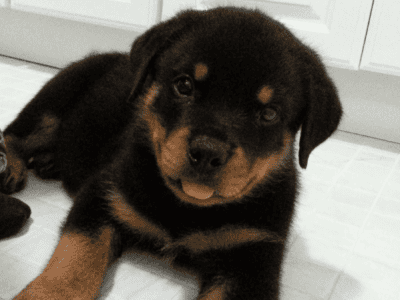 Rottweiler Puppies male female boy girl pu