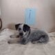 Blue Heeler Puppies