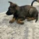 German shepherd puppies