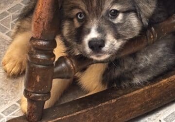 Alaskan Amerindian Husky puppies