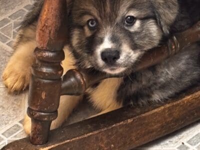 Alaskan Amerindian Husky puppies