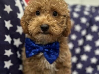 MiniPoodle – Tucker