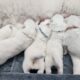 Samoyed Puppies