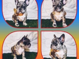 AKC Frenchie Puppies