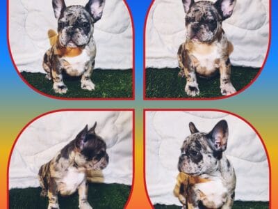 AKC Frenchie Puppies