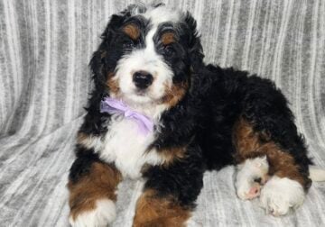 Mini Bernedoodle Dante