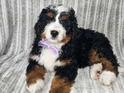 Mini Bernedoodle Dante