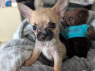 Chorkie – yokie- chihuahua