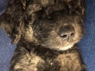 Goldendoodle Puppies-Farm Raised