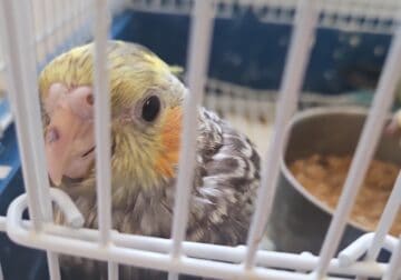 Handraised cocktiel