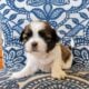 Adorable Shih Tzu Puppies