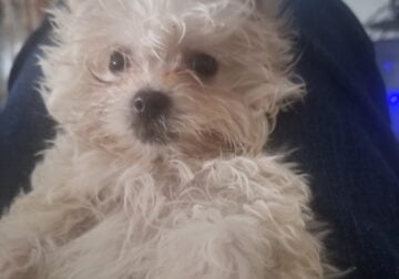 Shihtzu puppys