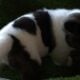 American Akita puppies