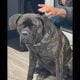 Nice friendly dog