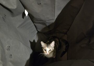 8 Month – Female Cat
