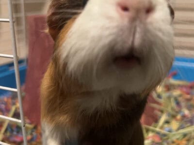 Guinea Pig – Gizmo