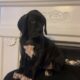 Euro Great Danes