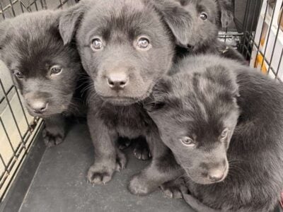 Lab/Chow Puppies