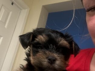 Yorkshire terrier