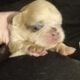 Fluffy platinum cream blue merle French bulldog pu