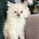 TICA Blue Colorpoint Male