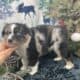 100% pure miniature Australian shepherds.