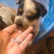 Australian cattle puppies