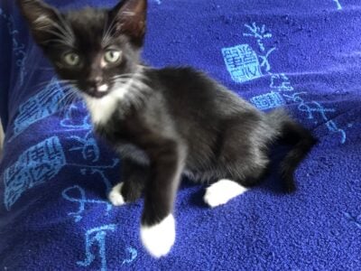 Turkish Angora kittens looking for new house