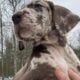 Akc Great Dane pups