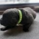 Cane Corso Puppies ICCF Registered