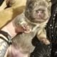 Isabella fluffy lilac tri french bulldog puppy