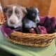 Border Collie/Blue Heeler puppies