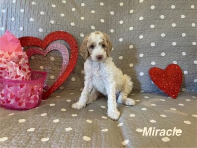 CKC Standard Poodle- Miracle ( Tan Collar)