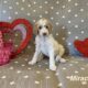 CKC Standard Poodle- Miracle ( Tan Collar)