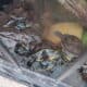 Turtles